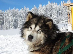 Parc du Chien Nordique