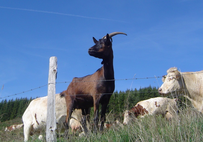 Chèvre alpine