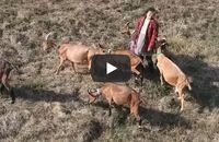 Accompagnez les chèvres en balade sur le sentier des Templiers