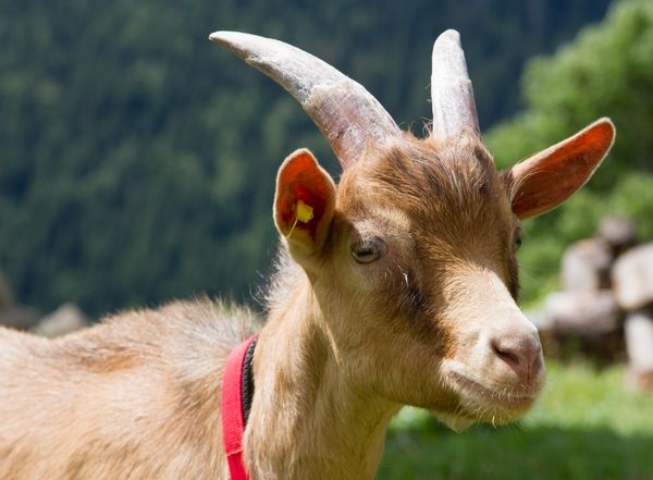 Homère, jeune bouc de six mois