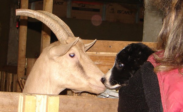 Max fait connaissance avec Happy