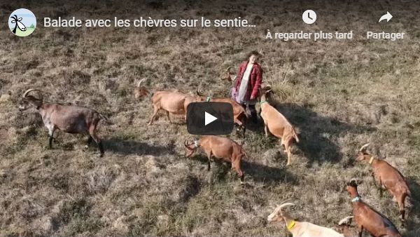 Balade avec les chèvres sur le sentier des Templiers