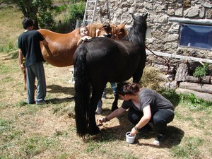 Brossage des chevaux