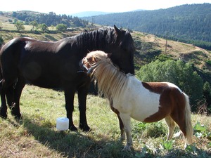 Toumaï et Petit Tonnerre en pleine séance de gratouilles