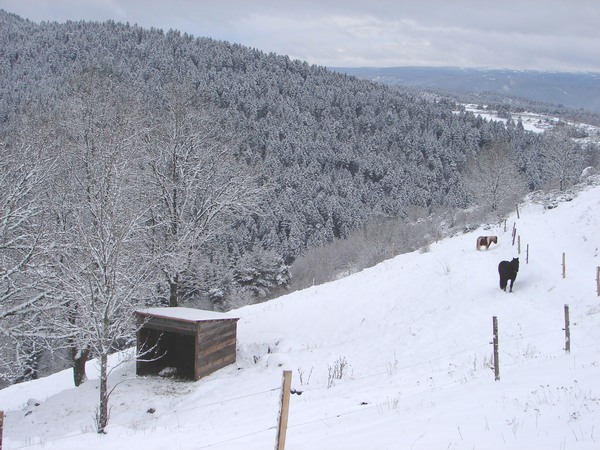 Coup de froid (les chevaux)