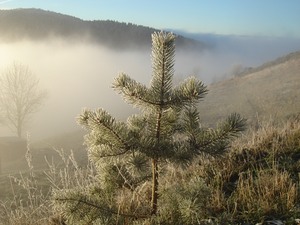 Matin brumeux (4)