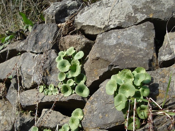 Plantes et fleurs de rocaille dans les murs de pierres sèches
