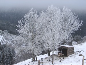 Les frênes du parc des chevaux