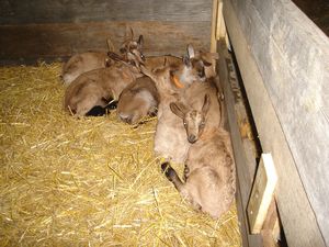 Après un bon repas, une sieste s'impose !