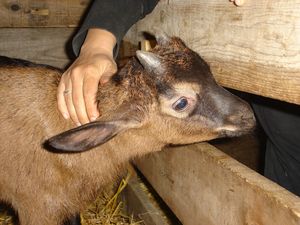 Un amour de mini-bouc