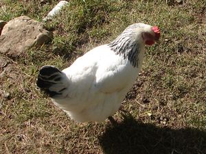 Sabrina, la poule blanche